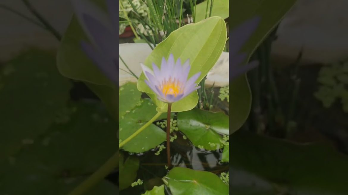 #59 Green Cabomba in outdoor container garden: जलजीवज्ञ की पसंद कैबोम्बा।