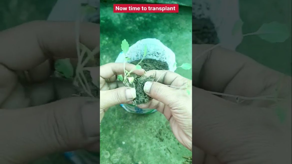 Milk packet use in garden/जुगाड़/How to grow & transplant knol knol #shorts #gardening #vegetable Milk packet use in garden/जुगाड़/How to grow & transplant knol knol #shorts #gardening #vegetable