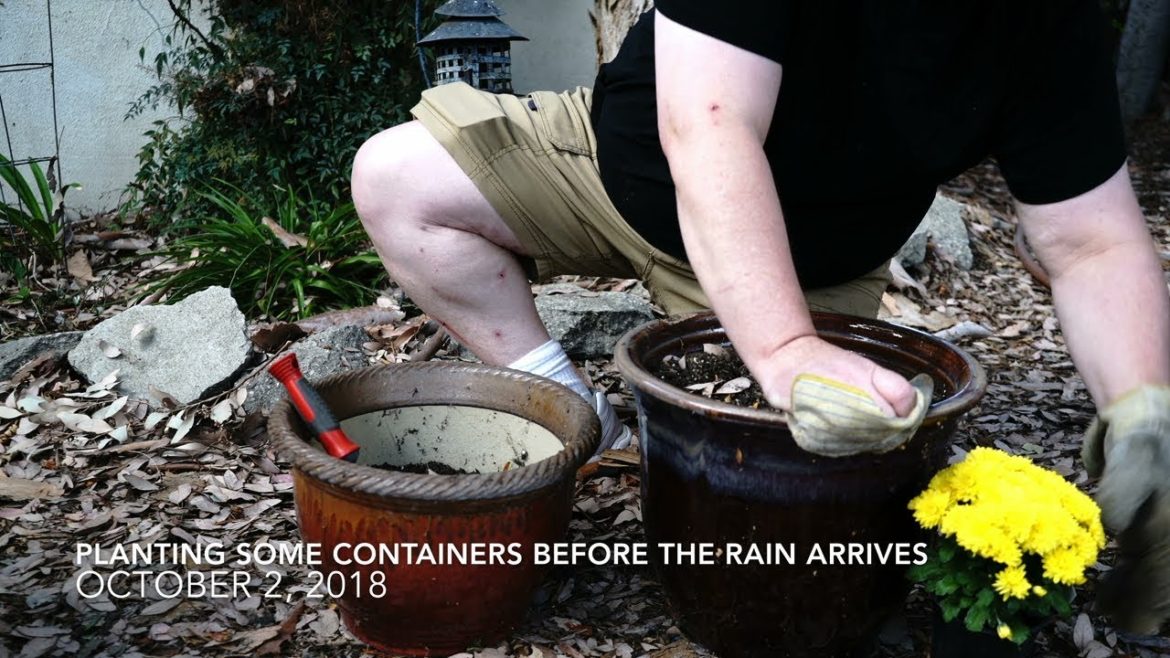 Container Garden Update 45: Planting Mums and Gazania Container Garden Update 45: Planting Mums and Gazania