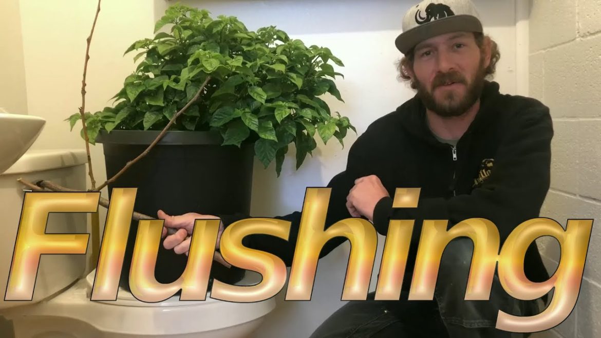 Gardening Coach Presents - Episode 7 - Flushing and Flushes