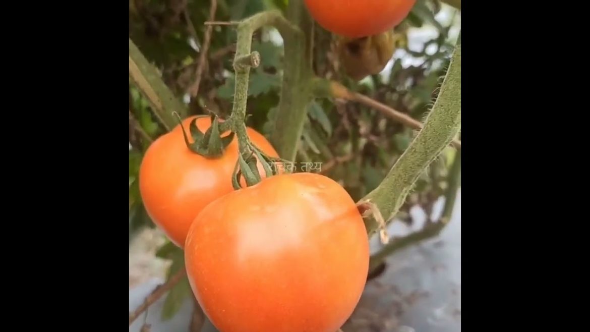 #हिन्दी - Amazing Fact About Food. #facts #amazing #food #fruit #viral #bhojpuri #vegetable #shorts