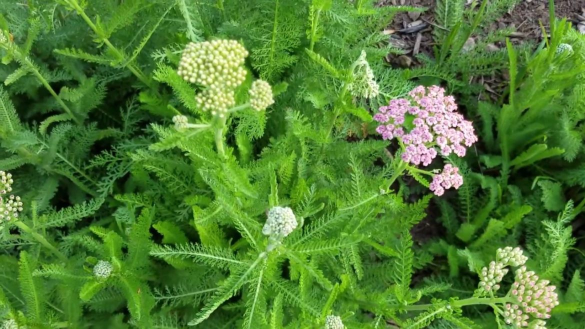 Front yard garden tour New Jersey June 28