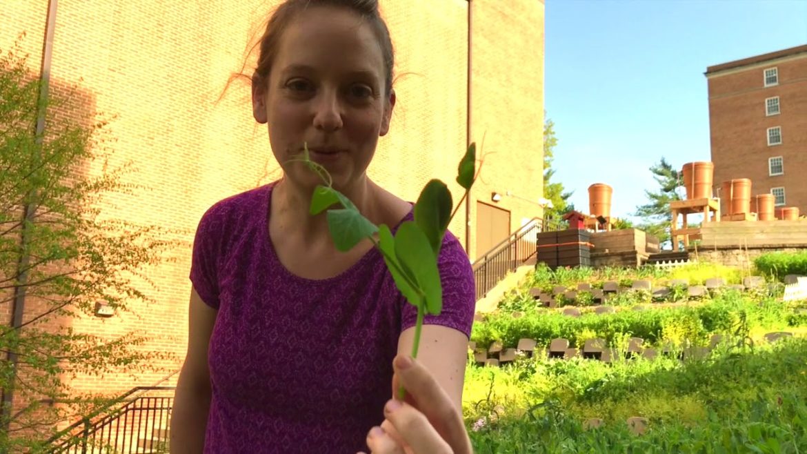 Gardening Tip: Edible Cover Crops