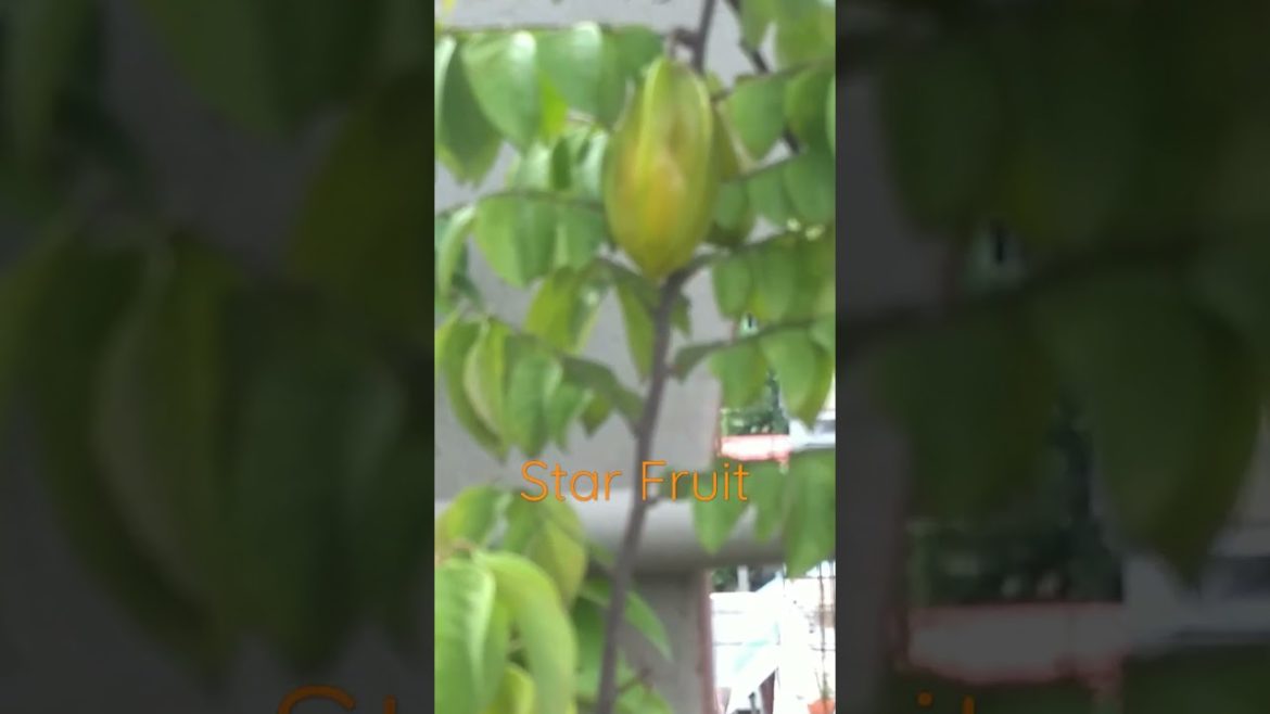 Starfruit plant. Tarace gardening Starfruit plant. Tarace gardening