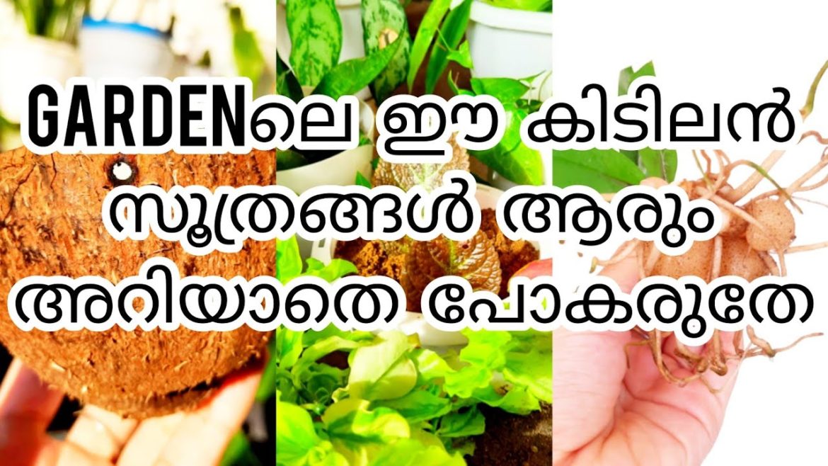 Gardening Tips in Malayalam | Garden ideas|Garden tour|how to make holes on coconut shell l|zz plant