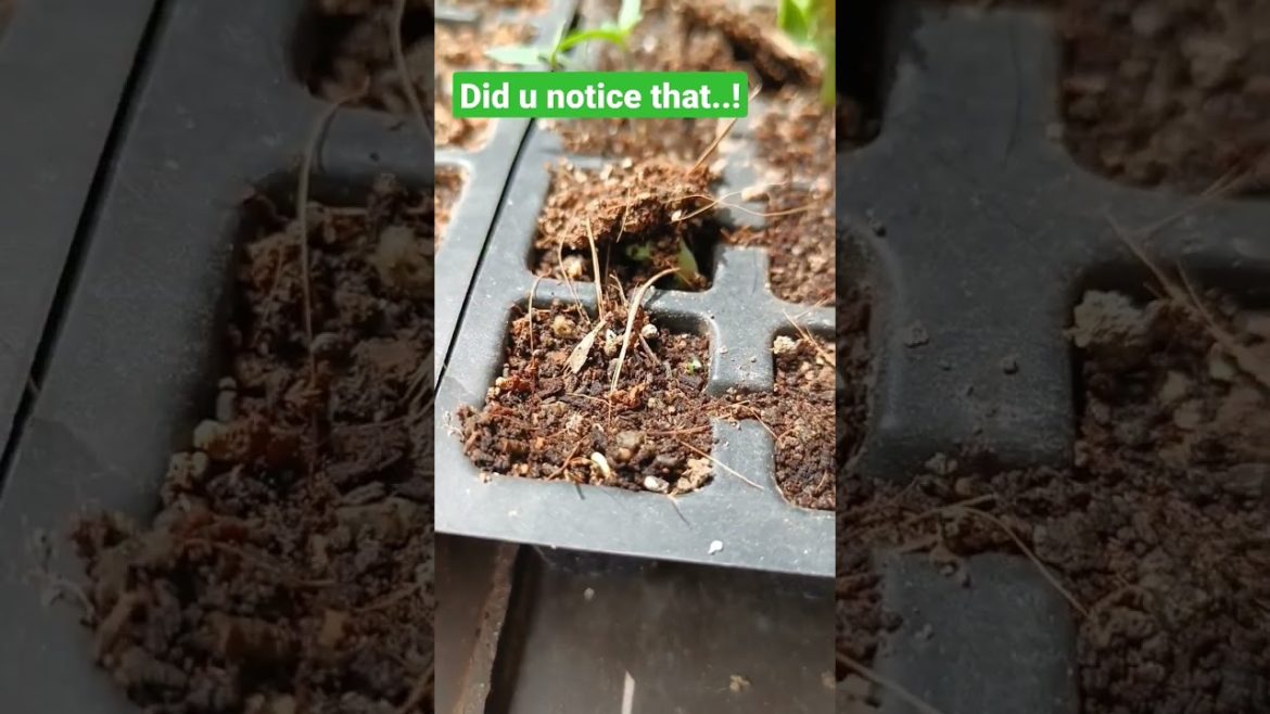 seed germination || seedling tray || terrace garden || home garden || gardening || seeds || #shorts