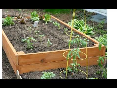 Small garden vegetable patch Small garden vegetable patch