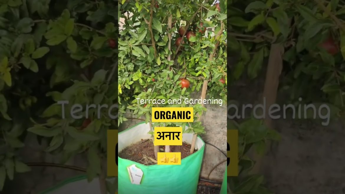 Organic अनार👍👍 #shorts #shortsvideo #garden #organic #vegetables #viral #viralvideo #viralshorts