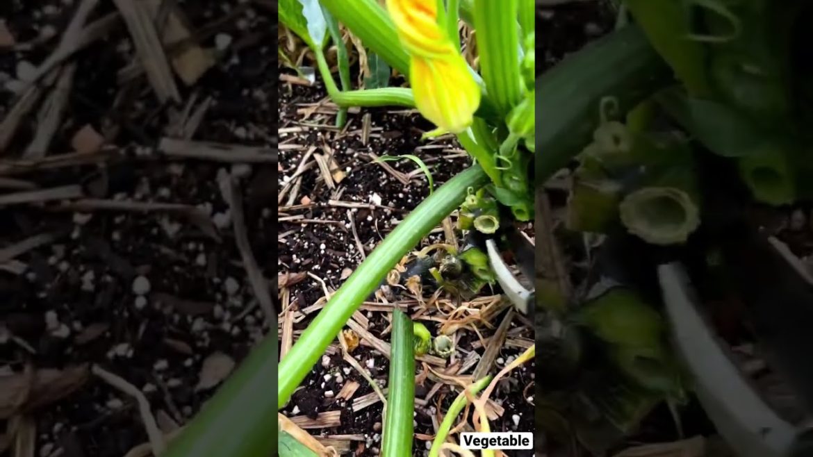 Organic vegetable are healthy #shorts