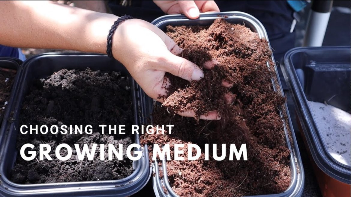 Best Soil for Seed Starting | Tips For the Beginner Gardener