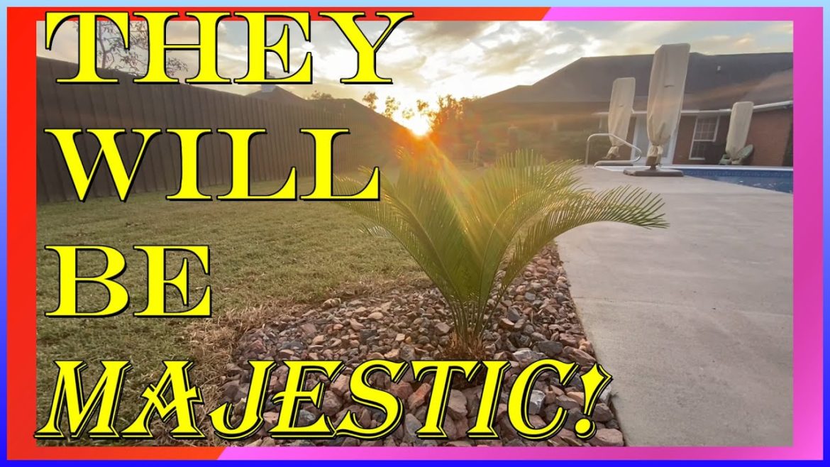 IMPROVING my backyard landscape with TWO SAGO PALMS!