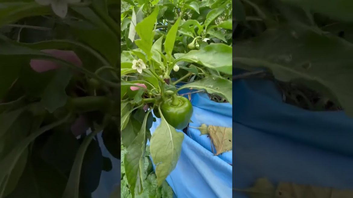 Growing Sweet Green Bell Peppers in my backyard container garden! #short #shorts