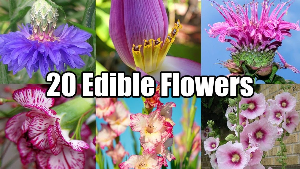 20 Nutritious Edible Flowers For Your Garden 20 Nutritious Edible Flowers For Your Garden