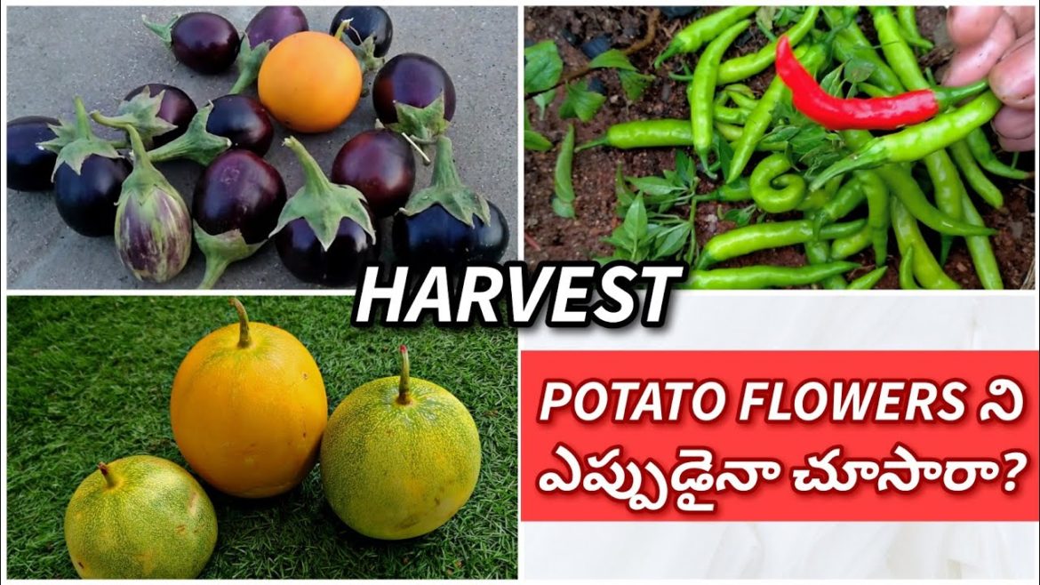 Organic vegetables harvest |ఆలు పూలు Potato flowers | English subtitles | Prema's Garden