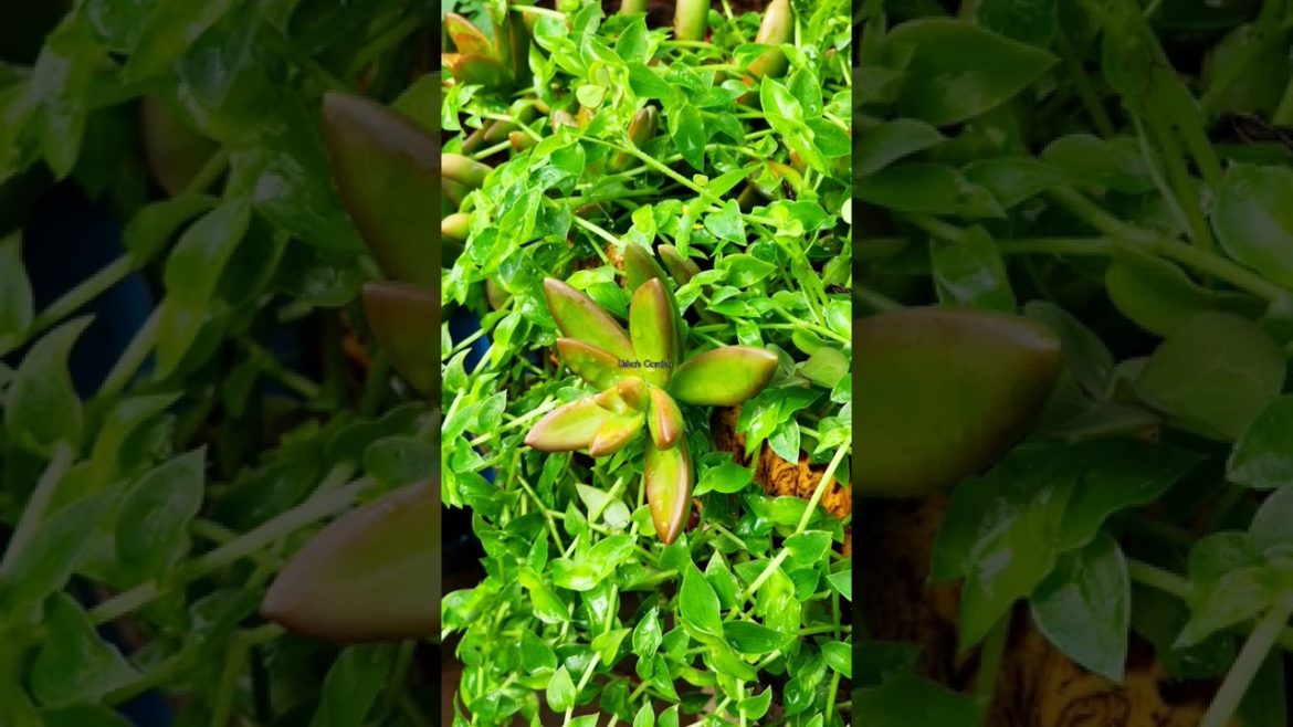 Morning clicks of a rainy day    #houseplantclub #crazyplantlady #plantstagram #plantlife #foliage