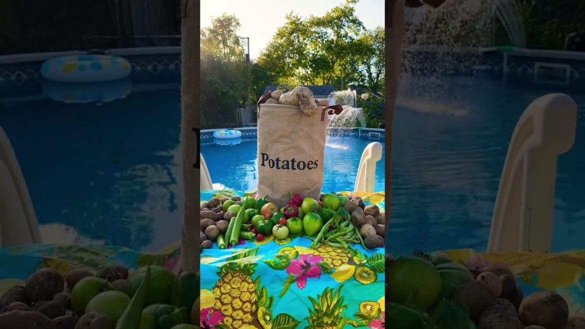 🥔#Zone 5 gardening #grow your own food #potato #harvesting