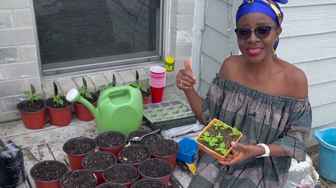 Transplanting Seedlings into Bigger Containers SAFELY | Best Garden Tips Transplanting Seedlings into Bigger Containers SAFELY | Best Garden Tips