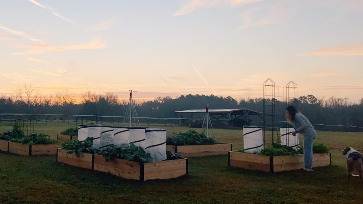 Pest Protectors and a Hard Freeze| North Florida Gardening