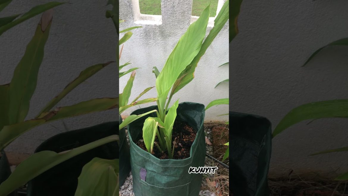 Edible Gardening as a Green Practices