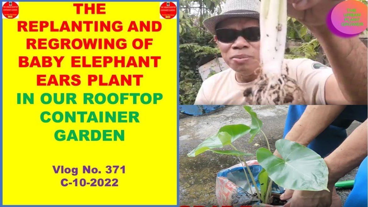 The Re-growing and Re-planting of Baby Elephant Ear Plants In Our Rooftop Container Garden