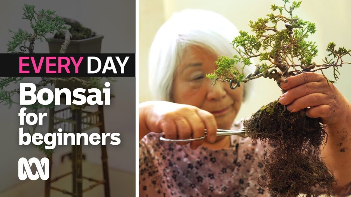 Bonsai for beginners | Everyday Gardening | ABC Australia Bonsai for beginners | Everyday Gardening | ABC Australia