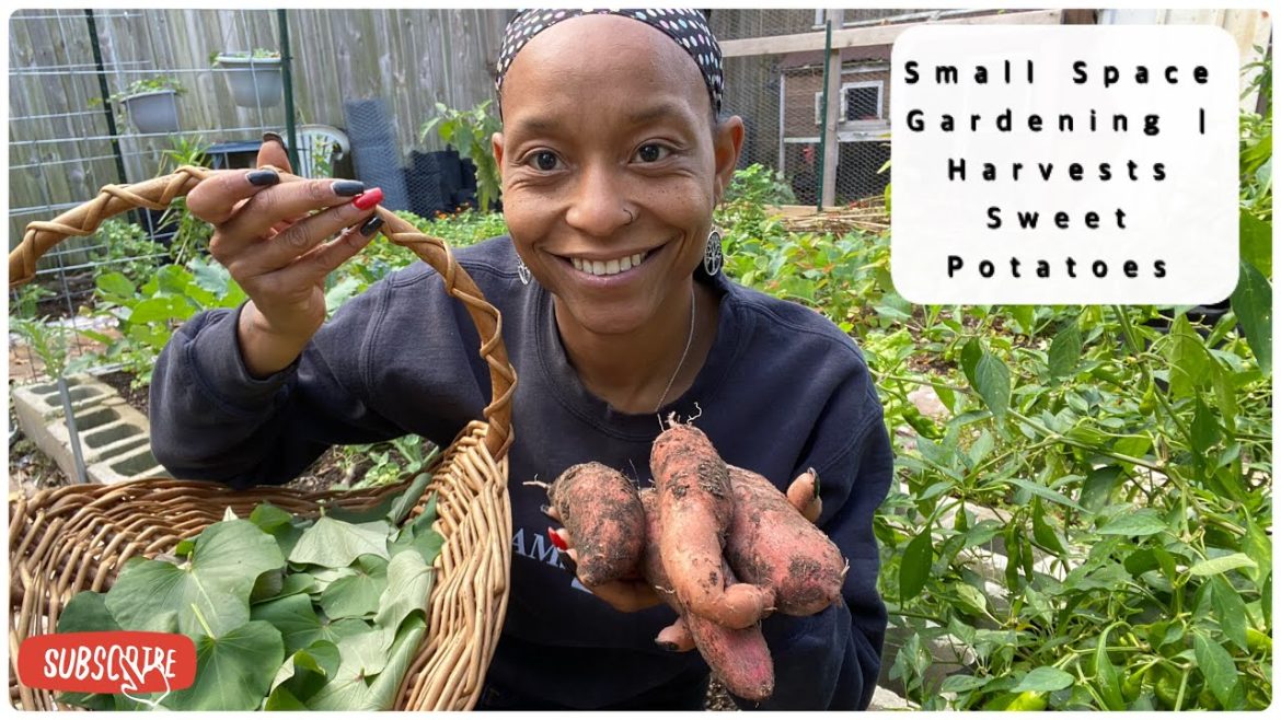 Sweet Potato Harvest | Peek At The Babies
