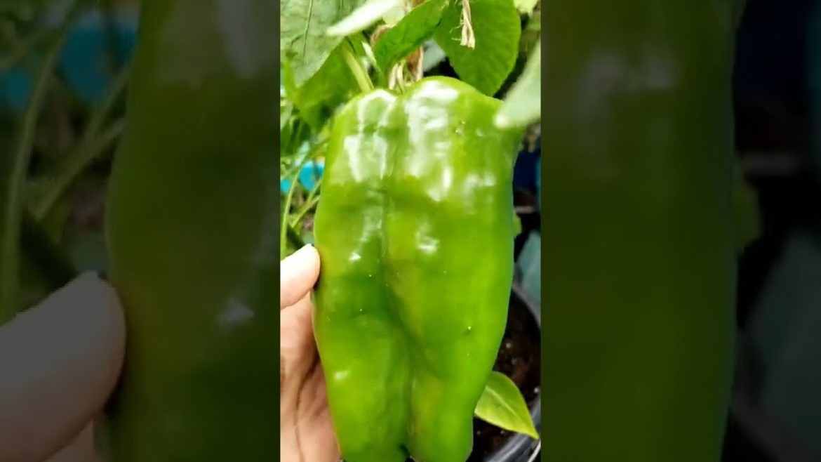 Quick Garden Harvest 41 #vegetablegarden #shorts