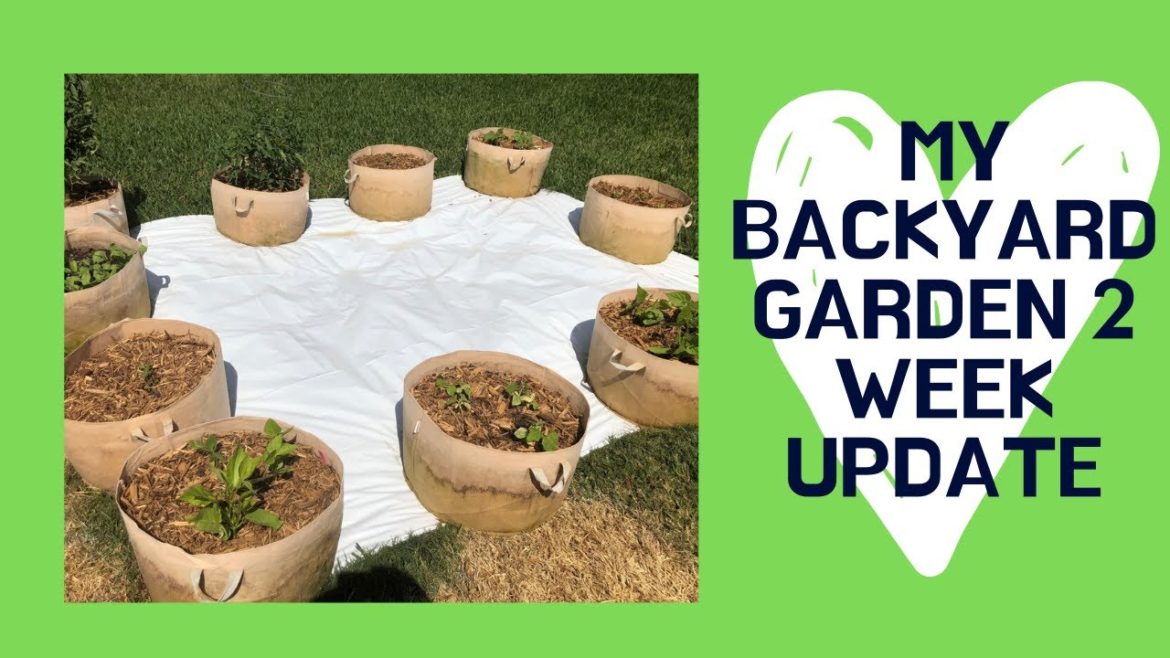 My Backyard Garden (2 Week Update) - Hydroponic Garden, Container Gardening, Garden Tour, Gardening.