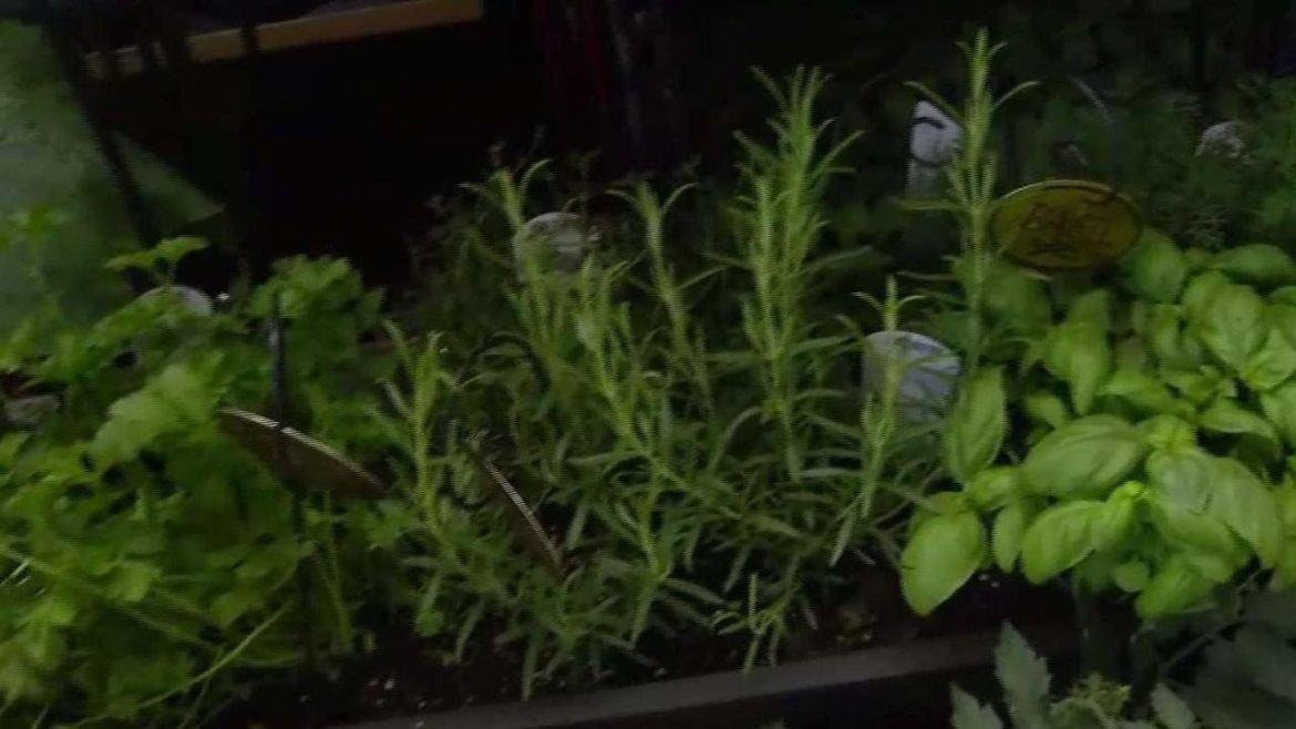 Growing an edible garden