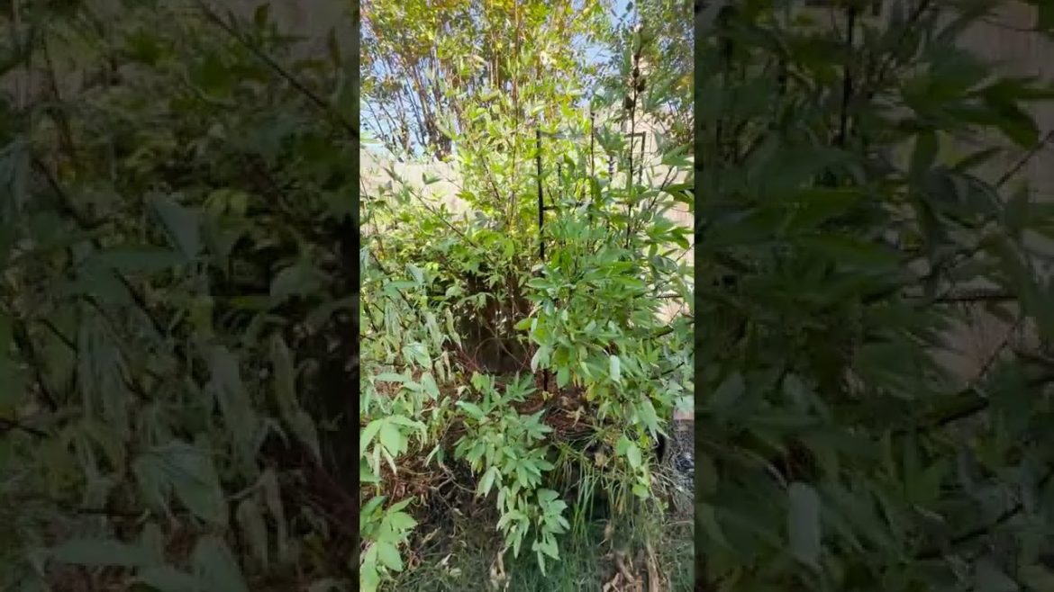 Red Roselle Hibiscus