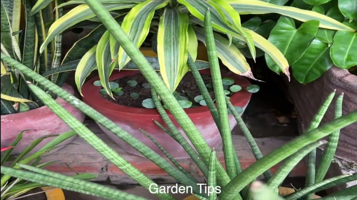 Many Kinds Of PlantsGarden Tips.