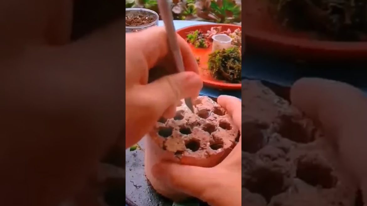 used briquettes can be used in this way for gardening 🌿#shorts #ytshorts #viralshorts used briquettes can be used in this way for gardening 🌿#shorts #ytshorts #viralshorts