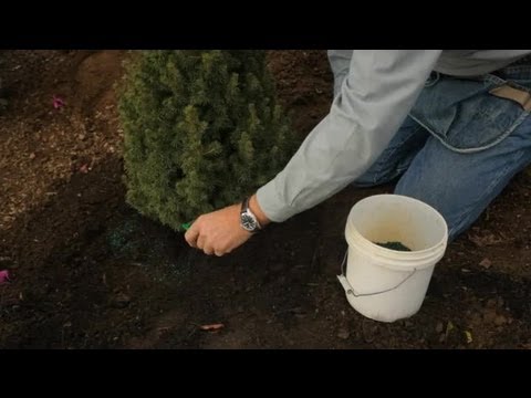 How to Fertilize a Dwarf Alberta Spruce : Professional Gardening Tips How to Fertilize a Dwarf Alberta Spruce : Professional Gardening Tips