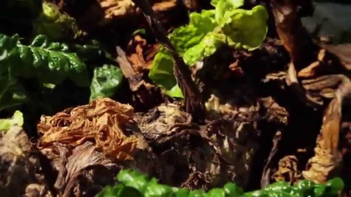 Revitalising an Depleted Garden Bed | Organic Edible Garden