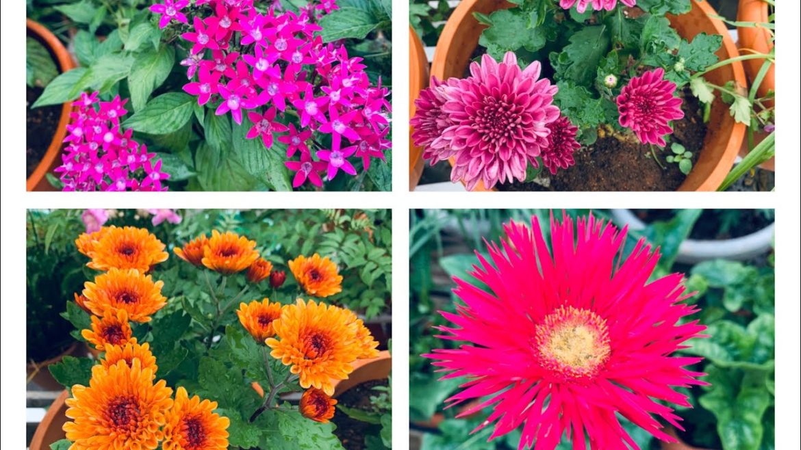 Monsoon vegetables and flowers/August garden overview/some garden tips