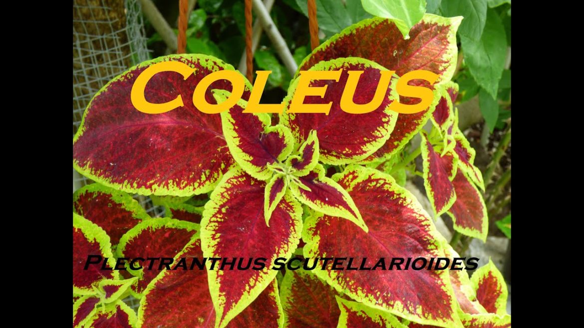 Gardeners World 2022 Episode 14 Coleus from The Little Garden of Monfestino Gardeners World 2022 Episode 14 Coleus from The Little Garden of Monfestino