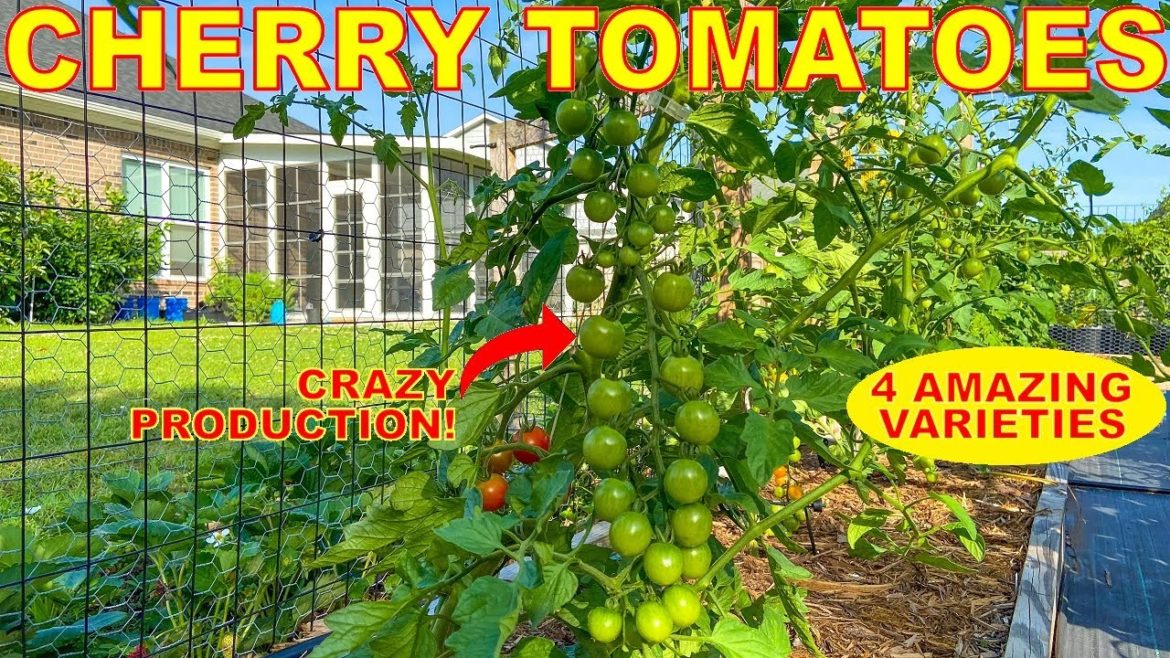 4 MUST HAVE Cherry Tomatoes Every Tomato Gardener Should Grow