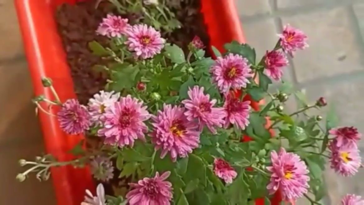 BEAUTIFUL FLOWERS Growing / Gardening tips / Chamanthi flowers / A2z Latest Fashion Trends