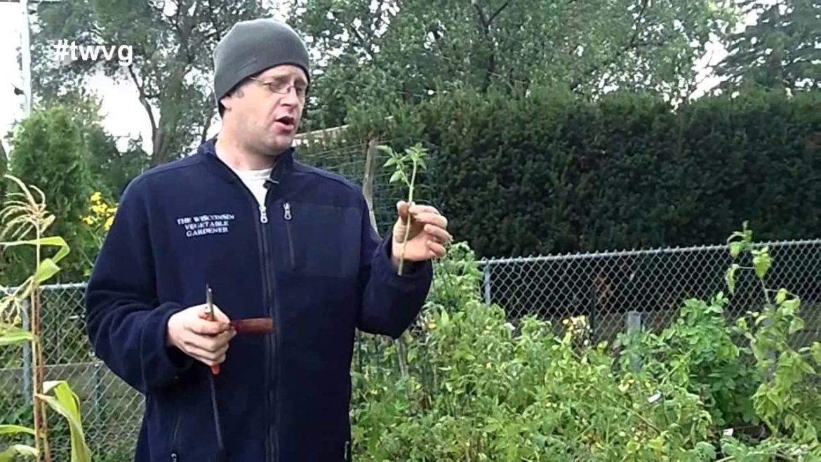 Harvesting & Freezing Kale and Seed Spacing Tip - The Wisconsin Vegetable Gardener