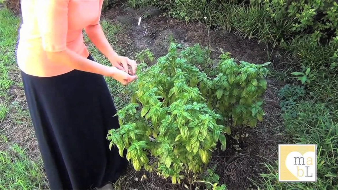 Herb Garden Tips : Growing Basil in a Raised Garden Bed