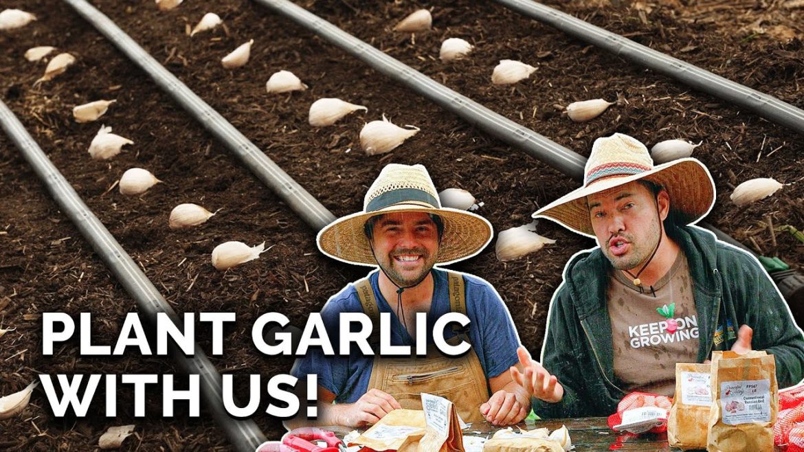 Plant Garlic With Us: A Perfect Fall Crop!