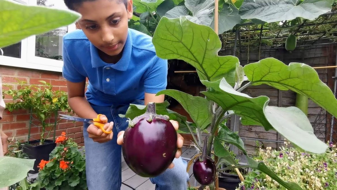 Gardening Tips & Ideas - How To Grow Brinjal In Containers (Eggplant) ep 3