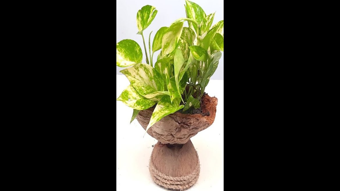 Money plant decoration|Indoor Money plants Decoration Ideas for Your Living Space|Money plant#Shorts