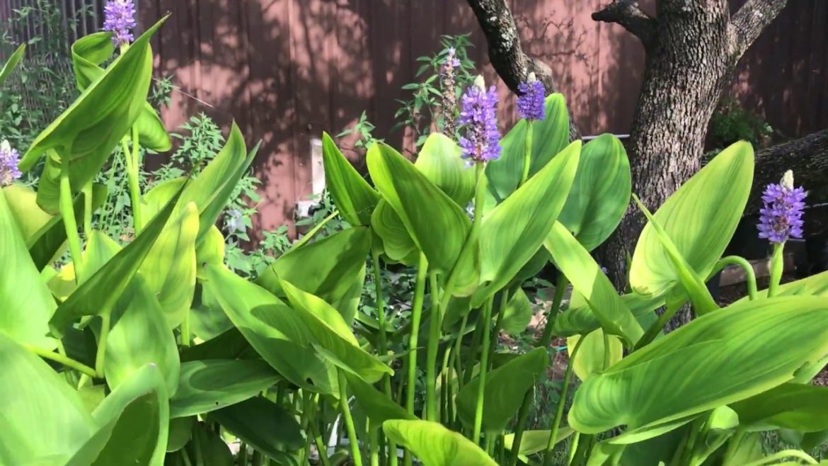 Pickerel Rush a Edible and Beautiful Plant for Your Water Garden Pickerel Rush a Edible and Beautiful Plant for Your Water Garden