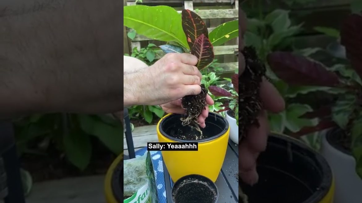 #shorts #gardening #plant #repotting @hakimth3dream