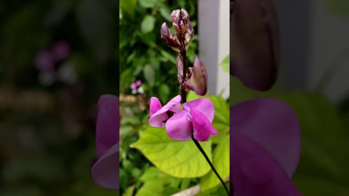 Quick Garden Harvest 42 #vegetablegarden #shorts