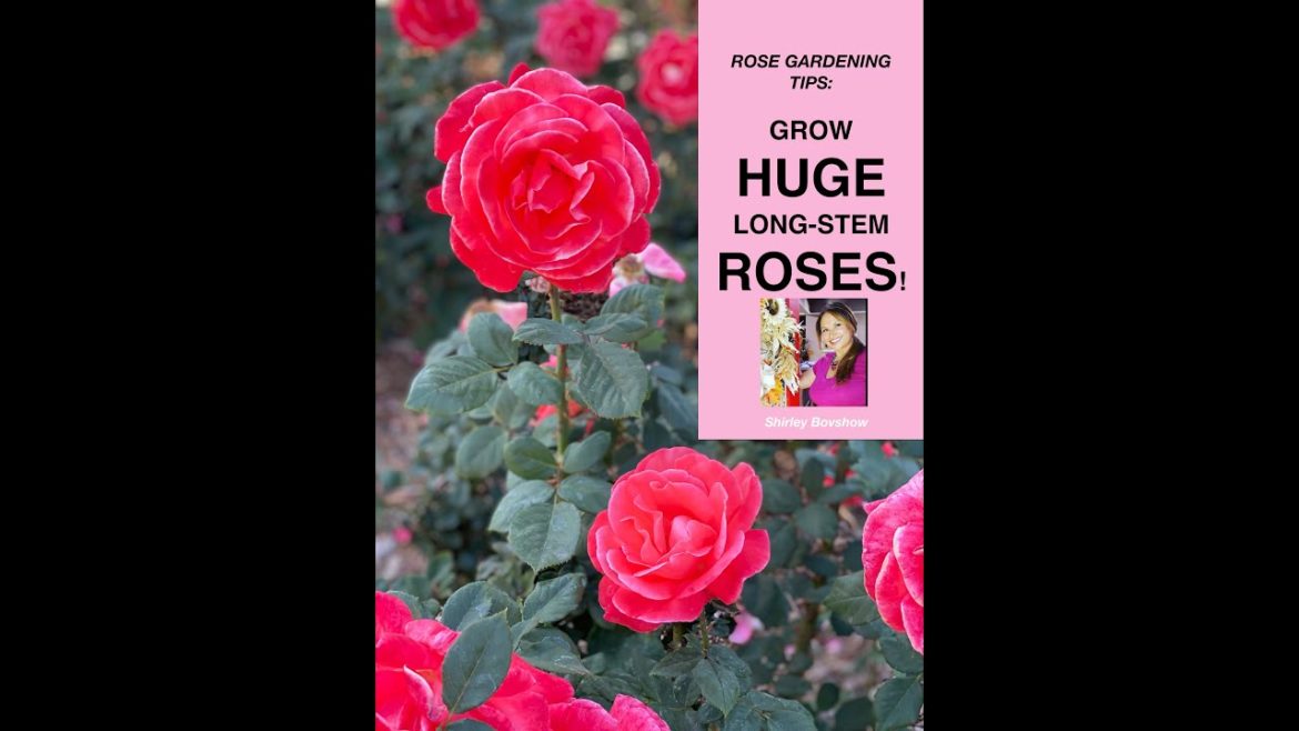 Rose Gardening Tips: Grow HUGE Long Stem Roses! 🌹 Shirley Bovshow ( #Shorts)