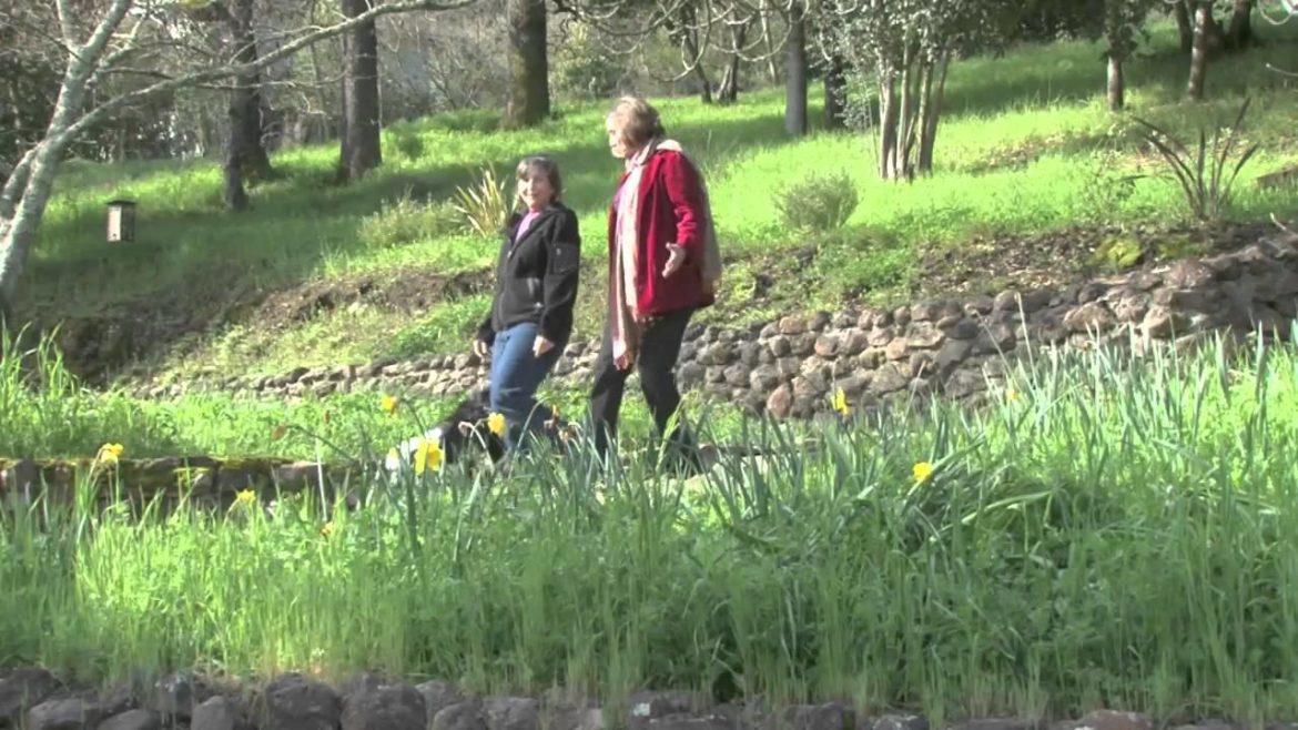 Backyard landscape ideas, napa, sonoma, eco-friendly, green, organic