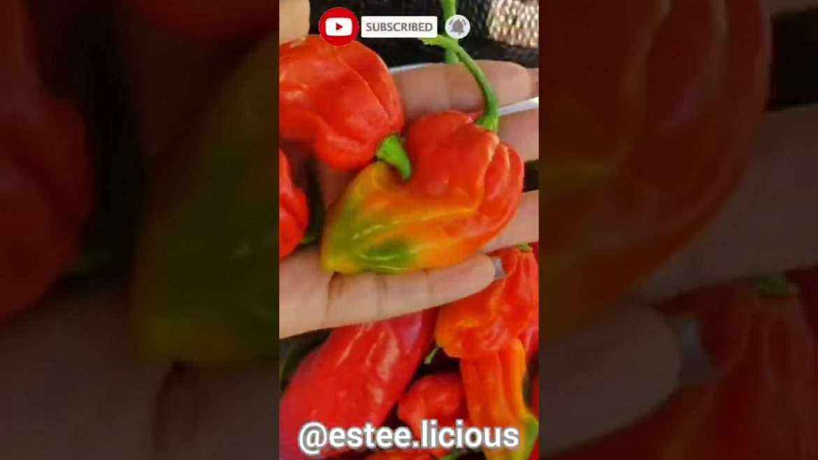 👌THE BEST HOT PEPPERS TO GROW IN A CONTAINER GARDEN ASMR #shorts 👌THE BEST HOT PEPPERS TO GROW IN A CONTAINER GARDEN ASMR #shorts