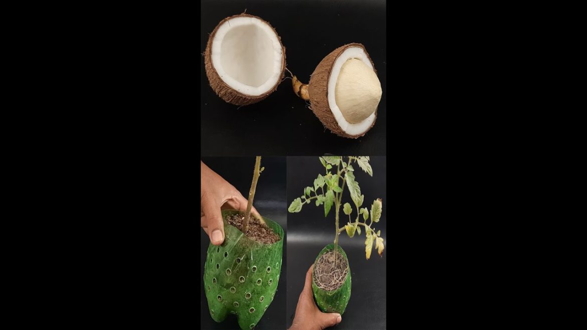 Powerful Homemade Tooting hormone|Natural Rooting Stimulants for Gardening#Shorts